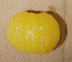 摘果みかんの新食材①